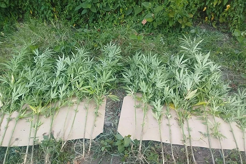 U Doboju pronađeno 17,7 kilograma marihuane i plantaža indijske konoplje, uhapšene dvije osobe